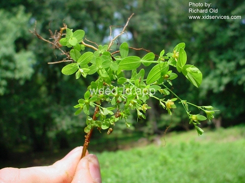St. John's-wort, dwarf
